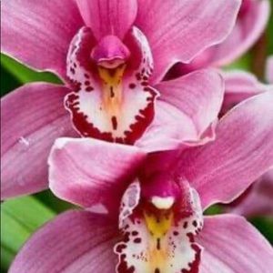 Meet your Posher, Gris